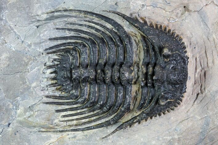 Detailed, Leonaspis Trilobite - Atchana, Morocco #108791